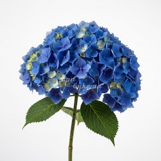 Синяя гортензия