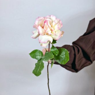 Французская роза сорта Карусель